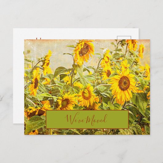Zonnebloem Field  We hebben geel verhuisd Briefkaart (Voorkant / Achterkant)