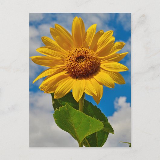 Zonnebloem Floral Botanische Elegant Bright Summer Briefkaart (Voorkant)