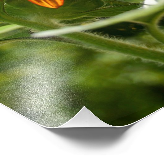 Zonnebloem Foto Afdruk (Hoek)