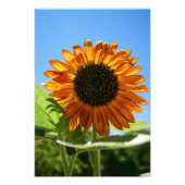 Zonnebloem Foto Afdruk (Voorkant)