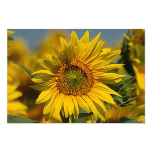 Zonnebloem Foto Afdruk (Voorkant)