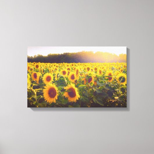 Zonnebloem foto canvas (Voorkant)