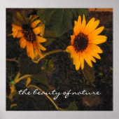 Zonnebloem Foto Poster (Voorkant)