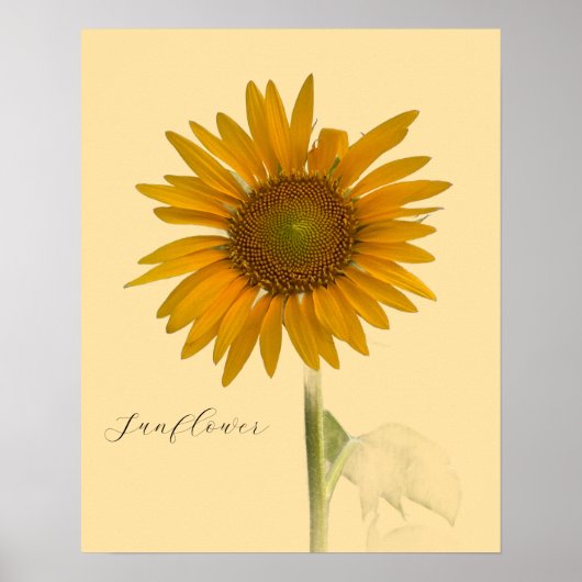 Zonnebloem Foto-Poster Poster (Voorkant)