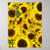 Zonnebloem Foto-Poster Poster (Voorkant)