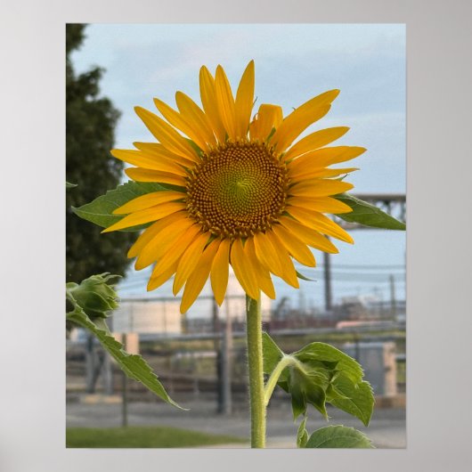 Zonnebloem Foto-Poster Poster (Voorkant)