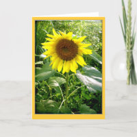 Zonnebloem foto wenskaart