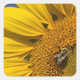 Zonnebloem foto zomer bij botanisch vierkante sticker