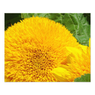 Zonnebloem fotografie kunstprints Zomer tuin Foto Afdruk