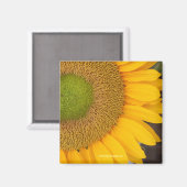 Zonnebloem Fotografie Magneet (Voorkant / Achterkant)