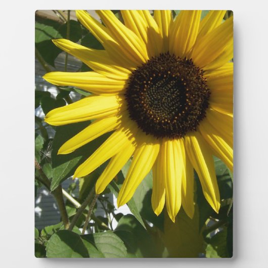 Zonnebloem Fotoplaat (Voorkant)
