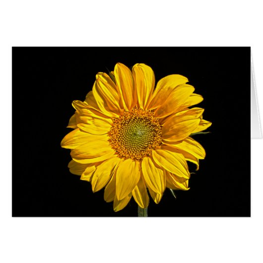 Zonnebloem gccna (Voorkant Horizontaal)