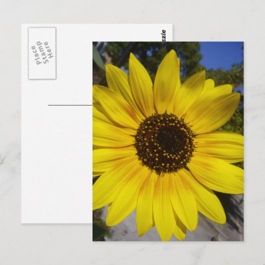 Zonnebloem geel briefkaart (Voorkant / Achterkant)