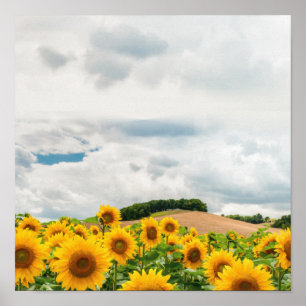 Zonnebloem Geel Rustisch Poster