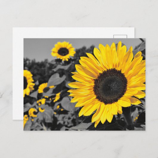 Zonnebloem: Gele plons van kleur Briefkaart (Voorkant / Achterkant)