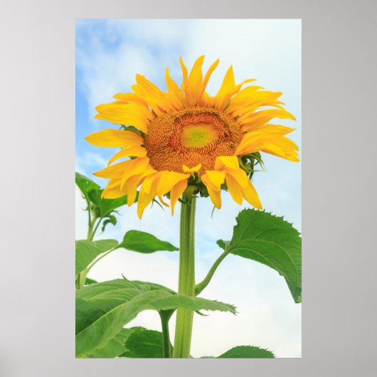 Zonnebloem, gemeenschapstuin, Moses Lake, WA, Vere Poster (Voorkant)