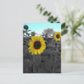 Zonnebloem, gerecolleerd briefkaart (Staand voorkant)