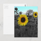 Zonnebloem, gerecolleerd briefkaart (Voorkant / Achterkant)