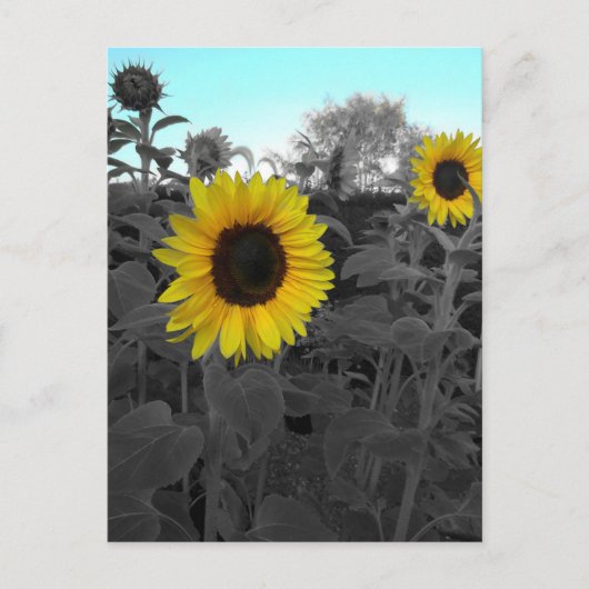 Zonnebloem, gerecolleerd briefkaart (Voorkant)