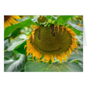 Zonnebloem glimlachen
