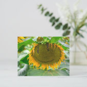 Zonnebloem glimlachen briefkaart (Staand voorkant)