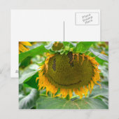 Zonnebloem glimlachen briefkaart (Voorkant / Achterkant)