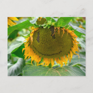 Zonnebloem glimlachen briefkaart