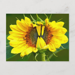 Zonnebloem glimlachen briefkaart