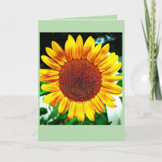 Zonnebloem Glorie Kaart