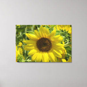 Zonnebloem Glory (WestCreek) Ingewikkeld Canvas Pr Afdruk