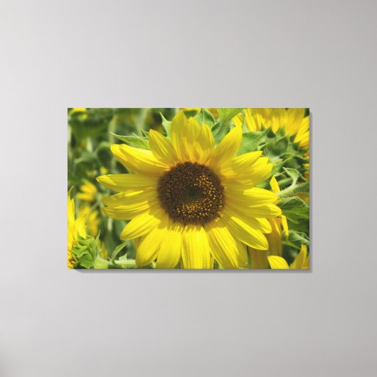 Zonnebloem Glory (WestCreek) Ingewikkeld Canvas Pr Afdruk (Voorkant)