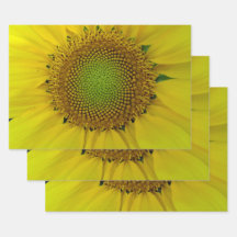 Zonnebloem Golden Ratio