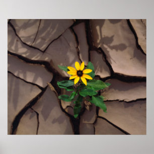 Zonnebloem groeiend uit gebarsten modder poster