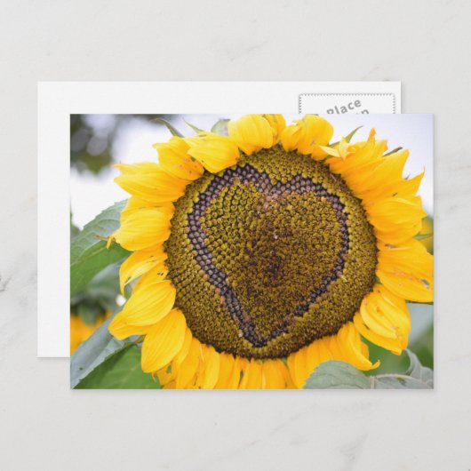 Zonnebloem Hartslag - postkaart (Voorkant / Achterkant)