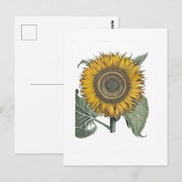 Zonnebloem Hortus Eystettensis , 1713  Briefkaart