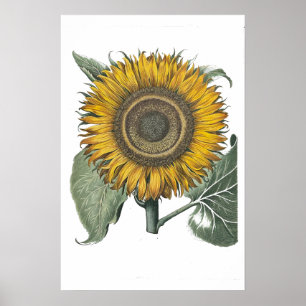 Zonnebloem Hortus Eystettensis, 1713 Small Poster