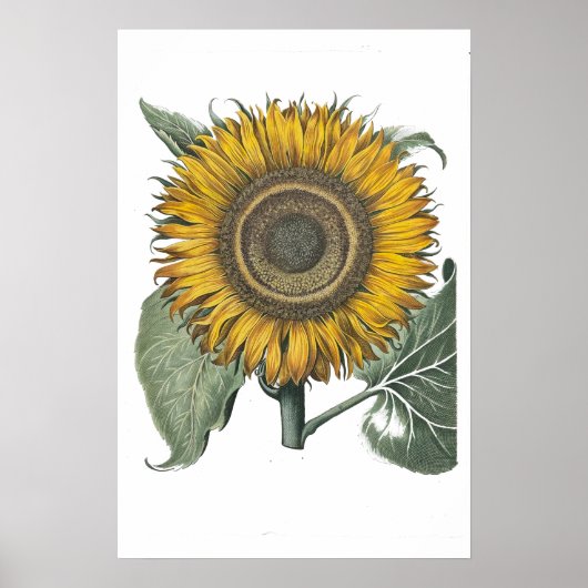 Zonnebloem Hortus Eystettensis, 1713 Small Poster (Voorkant)