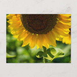 Zonnebloem in bloei Fotografie ansichtkaart Briefkaart