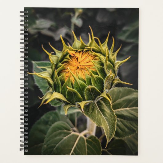 Zonnebloem in Bloom Planner (Voorkant)