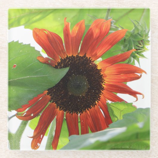 Zonnebloem in de middag glazen onderzetter (Voorkant)