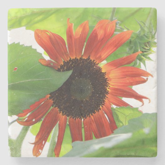 Zonnebloem in de middag stenen onderzetter (Voorkant)