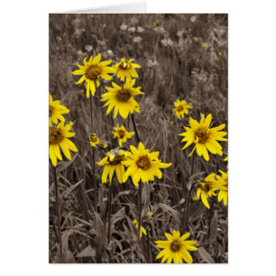 Zonnebloem in de Rocky Mountain