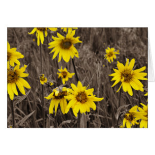 Zonnebloem in de Rocky Mountain