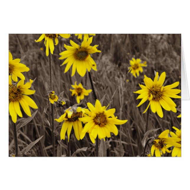 Zonnebloem in de Rocky Mountain (Voorkant Horizontaal)