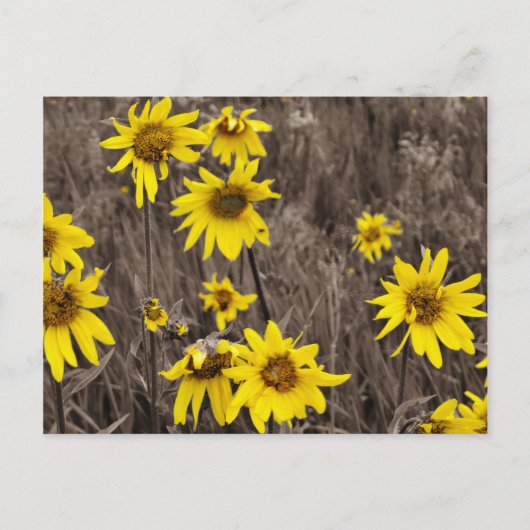 Zonnebloem in de Rocky Mountain Briefkaart (Voorkant)