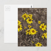 Zonnebloem in de Rocky Mountain Briefkaart (Voorkant / Achterkant)
