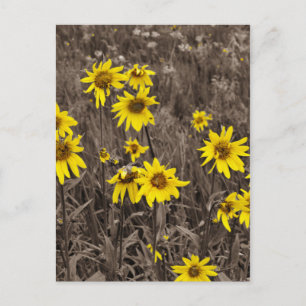 Zonnebloem in de Rocky Mountain Briefkaart