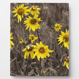 Zonnebloem in de Rocky Mountain Fotoplaat