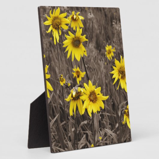 Zonnebloem in de Rocky Mountain Fotoplaat (Zijkant)