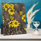 Zonnebloem in de Rocky Mountain Fotoplaat (Zijkant)